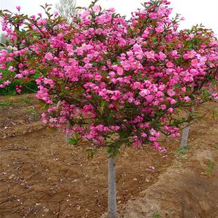 �k���ļ����Ļ����������������Ļ�ͥԺ�̨�ͺ�����ֲ�ﴹ�z����