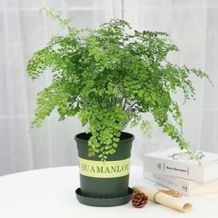 Adiantum Potted Plants Purify the Air, Absorb Formaldehyde and Repel Mosquitoes, Office New House Florals, Indoor Green Plants, Easy to Feed