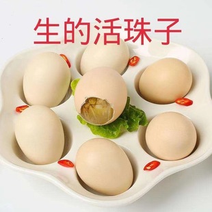 �����������u�ߵ�13�����������䓻�������ë���뵰���P��