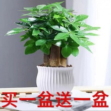 室内客厅桌面绿植大招财树办公室好养