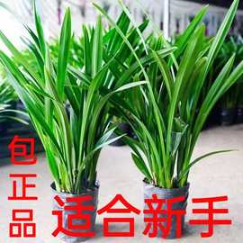 兰花盆栽浓香墨兰建兰四季兰花苗带花苞室内客厅四季开花卉好养活