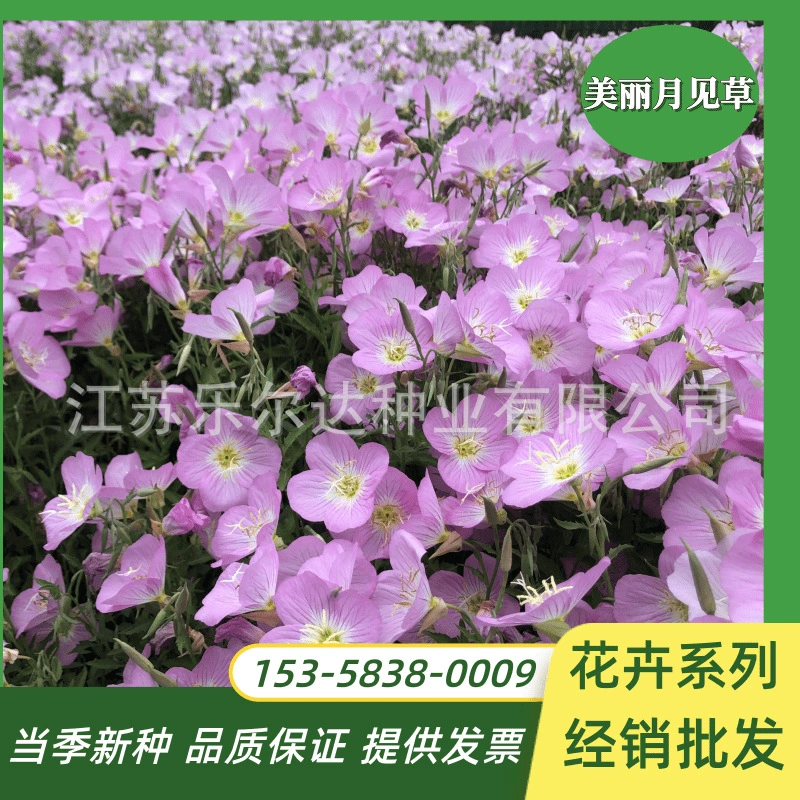 Красивые семена примулы вечерней многолетние четыре сезона цветение легко жить балкон горшок Открытый Двор Цветы Семена цветов