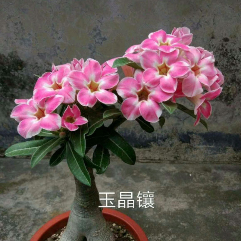 # 4년생 튤립 - 사막(3년생 모종)은 그해에 피어난다