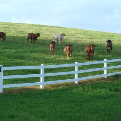 厂家直销PVC马场护栏PVC围挡市政护栏马场围栏牧场围栏农场围栏