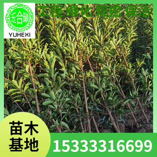French Holly Seedlings, Wall Fences, Plants, Holly Seedlings, Evergreen and Cold-Resistant Courtyard Hedges, Coral Trees Wholesale