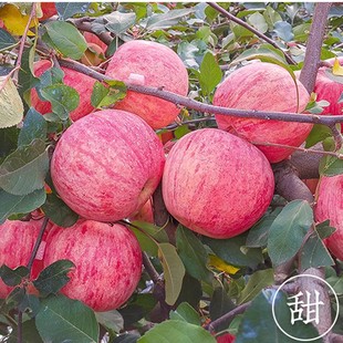 �޽��O������t��ʿ�������O�������԰����������ϱ�������Y��