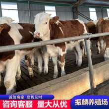 贵州肉牛养殖场售肉牛犊 西门塔尔牛 鲁西黄牛 小肉牛犊子