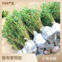 米竹盆栽耐阴植物小型竹子室内水养观赏竹苔藓球微景观盆景凤尾竹