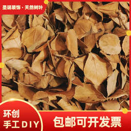 自然干树叶自然落叶枫叶竹叶枯树叶标枯叶装饰拍摄道具真叶子