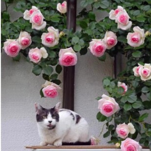 �ٱ��¼�����󻨝���ͥԺֲ�ﻨ������õ�������Nޱ�ļ��_������