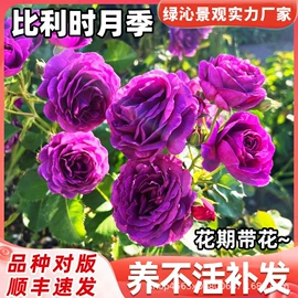 草种子;种子;草坪