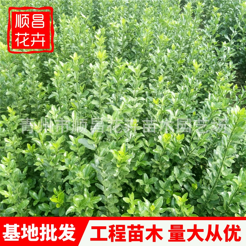 Хоккайдо Huangyang Мяо забор защита уличных склонов озеленение дома двор сад озеленение забор Хоккайдо Хуанян