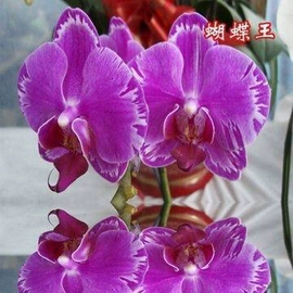 盆栽;种子;园林果树