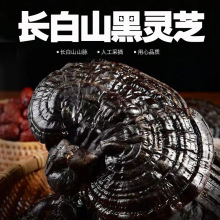 长白山灵芝东北半野生赤灵芝平盖黑芝灵芝泡水泡酒炖汤中国