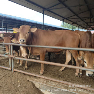 ��������ţ���Bֳ�������Sţ������ţ��Ʒ�N�����Sţţ��