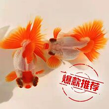 丹頂金魚 丹頂金魚批發 促銷價格 產地貨源 阿里巴巴 丹頂金魚 丹頂金魚批發 促銷價格 產地貨源 阿里巴巴