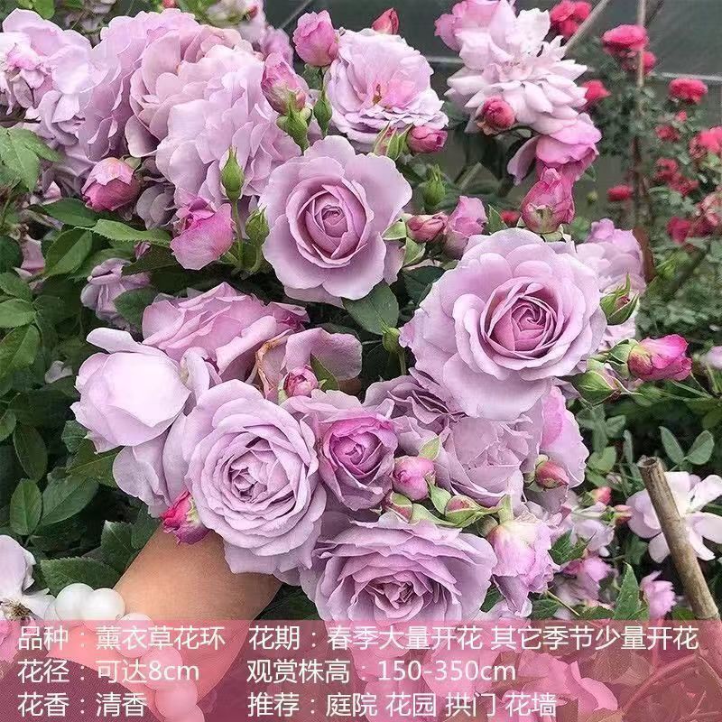 Flores de gran pila de rosas de rosa de temporada vieja, plantas de patio fragrantes, flores de balcón, flores de flores de rosa de rosa en todas las estaciones image 19
