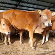 ����С�Sţ��ţ���Bֳ���۸��������SţС��ţ��ţ