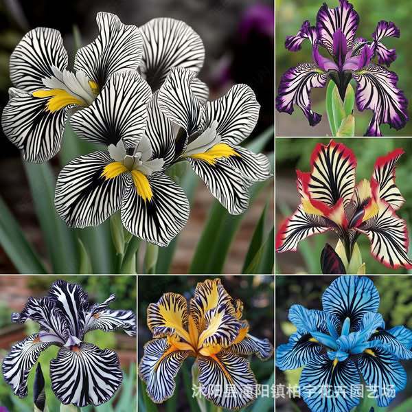 【跨境供货】条纹兰花种子混色条纹兰种籽阳台四季盆栽花卉种子
