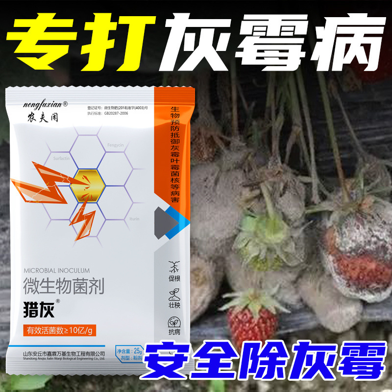 Gray mold special leaf mold sclerotinia strawberry tomato pepper cucumber flower microbial agent hunting gray mold