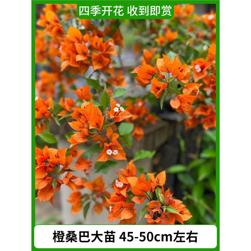 [개화기 꽃] 오렌지 삼바 모종 약 45~50cm [사계절 꽃이 피어나는 즉시