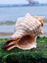 ��������Ȼؐ�����ݚ�����diy���⻨���~���쾰ˮ������к��b�