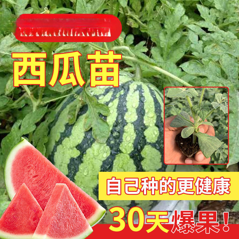 西瓜苗麒麟嫁接苗懒汉无籽西瓜秧四季南方阳台种植盆栽蔬菜苗