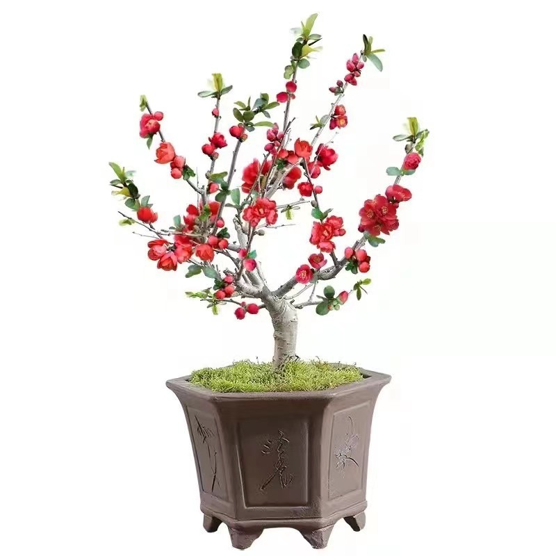 /O1CN015ObY3y29WrfEIqlTm_!!2219372428076-0-cib.jpg?x-oss-process=image/format,png