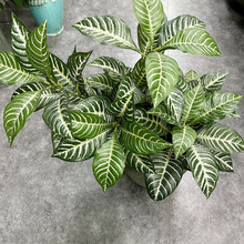 3���^�z�����~�����~���辰���ԾG���@�ֲ廨�bW�y��Ʒ���R�~