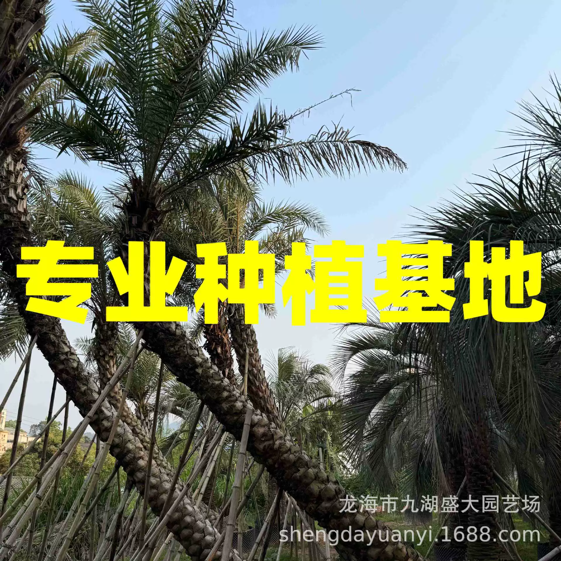 Цены на финиковые пальмы Fujian Yinhai, оптовые поставки финиковых пальм Yinhai из Чжэцзяна, Цзянси, Хунань, Хубэй, предложения по ценам на финиковые пальмы для Ближнего Востока