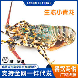 活冻小青龙龙虾鲜活大龙虾澳洲龙虾餐饮食材原料生鲜冷冻批发大货