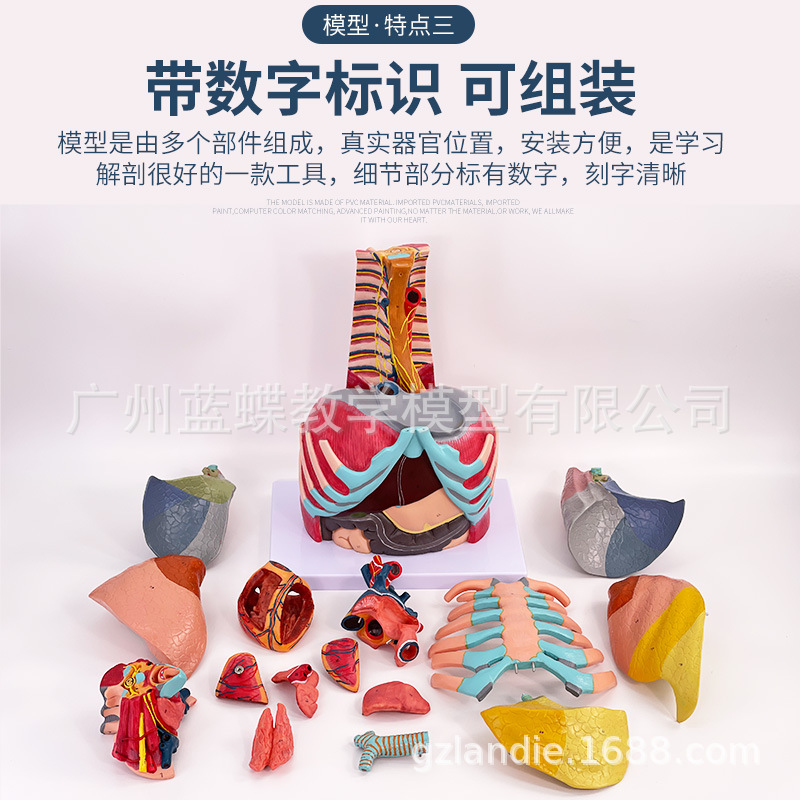 ������ǻ���������ģ������ηκ���ϵͳģ�ͺ�����ҽѧ�̾�