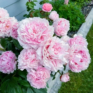 Растения цветов Paeonia Flowers Seartings с поясными и корнями, тяжелыми лепестками, цветочным балконом.