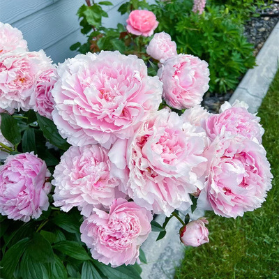 Растения цветов Paeonia Flowers Seartings с поясными и корнями, тяжелыми лепестками, цветочным балконом.