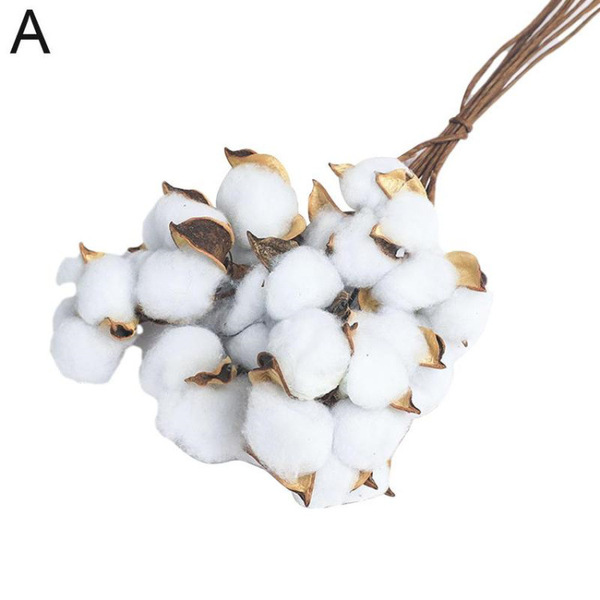 Single stem of dry cotton