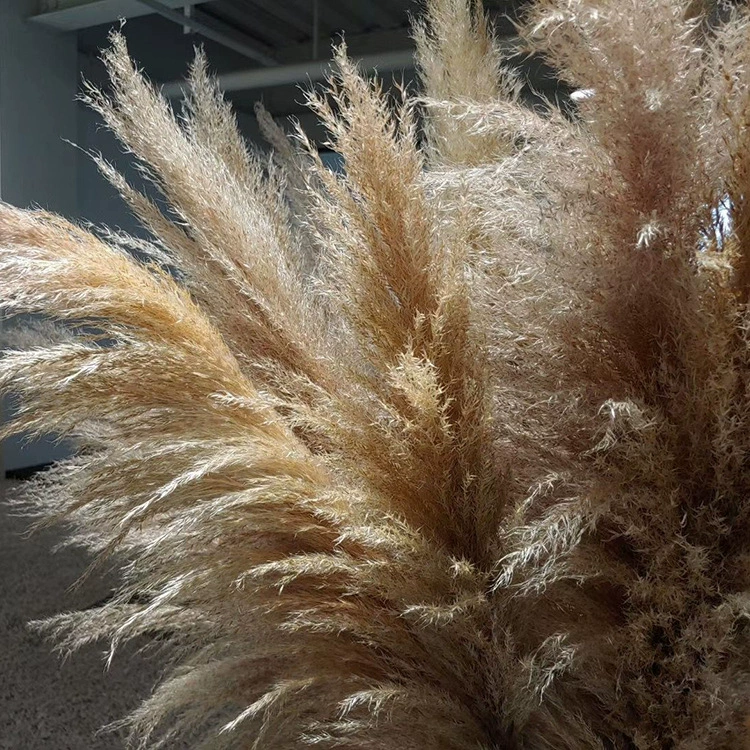 Гонгу Reed Flower десерт-магазин фоновый реквизит пушистая трава Пувей сухие цветы тростник поставщик Amazon кроссборд