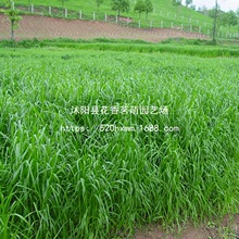 耐寒耐热牧草种子多年生黑麦草菊苣高丹草紫花苜蓿通用适口全国种