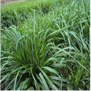 �߮a���ݷN�Ӷ����������i�����u���Z�Rţ�򶬼�������70���]