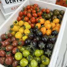 山东新鲜6-7种多彩千禧小番茄圣女果三色混合新鲜蔬菜水果超甜绿