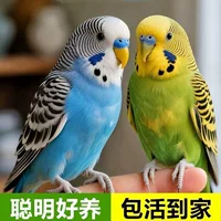 Gợi Ý Sản Phẩm: Vẹt Biết Nói Sống và Đồ Chơi - Bách Khoa Toàn Thư Mua Sắm 1688