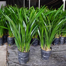 浓香兰花盆栽墨兰企黑报岁兰宽叶兰花苗年宵花墨客厅室内绿植花卉