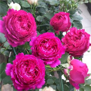 Eve's Aroma Garden Rose Seedlings Blooming Roses All Year Round Potted Florals Climbing Plants Rose Saplings Green Plants