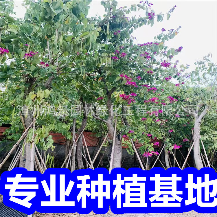 福建宫粉紫荆批发 洋紫荆价格 红花紫荆种植基地直供绿化行道树