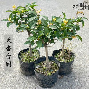 ����̨�w�������Լ޽��辰�Ϙ�ԭ���䘶�����ļ��_�����������