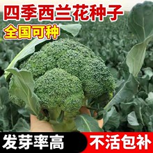 ��Ʒ���m���N���ļ���Ҭ�����{���N���ͺ��߮a�ﶬ���߲˷N�Ӵ�ȫ