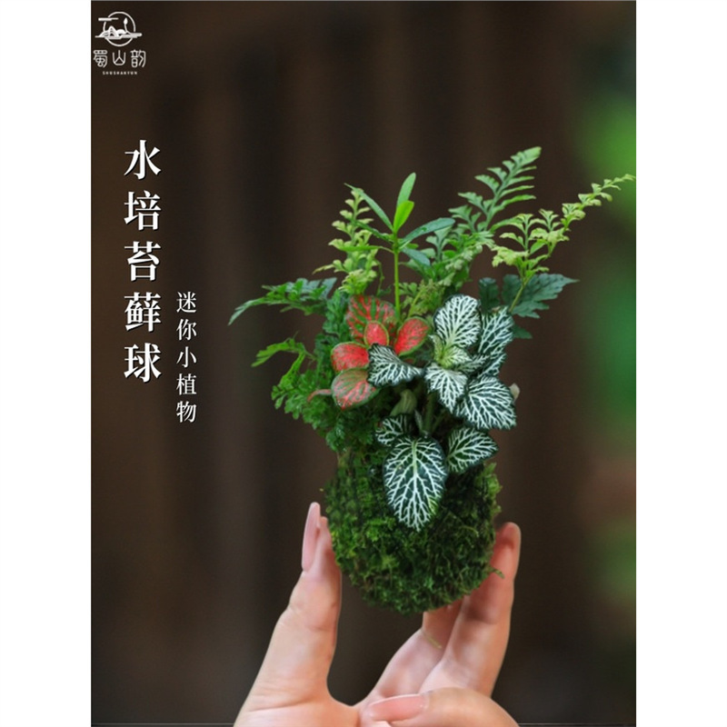 Hydroponic Plants, Moss Balls, Money Trees, June Snow, Asparagus Ferns, Moss Green Plants, Indoor Potted Ferns, Micro-Landscapes