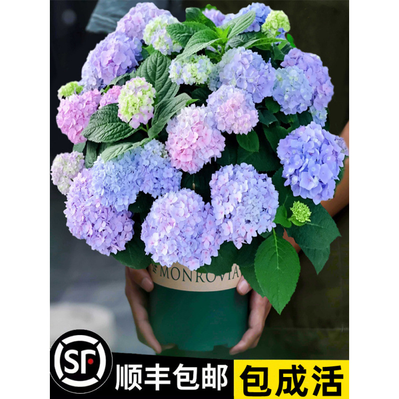 绣球花盆栽带盆苗无尽夏四季开花庭院好养的花卉植物室内花厂家
