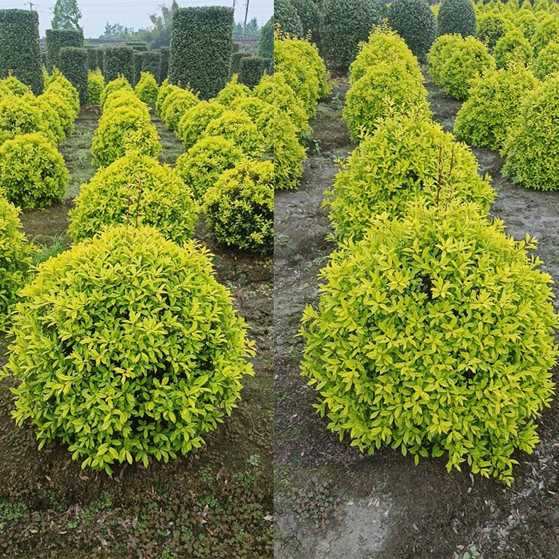 Золотой мушмула узкий лист Холли узкая Корона Холли Чэнду озеленение желтый цвет листьев растение цветок границы растение