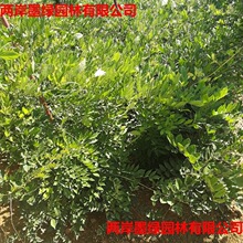 �����Ȼ�G�����ٻ������٘��������辰�@�־G��������ľ��Ԯֲ��