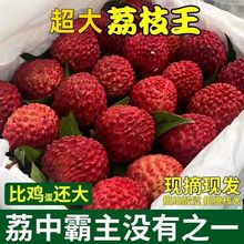 超大荔枝王特大巨大号新鲜荔枝冷链空运火山荔枝王特大礼品